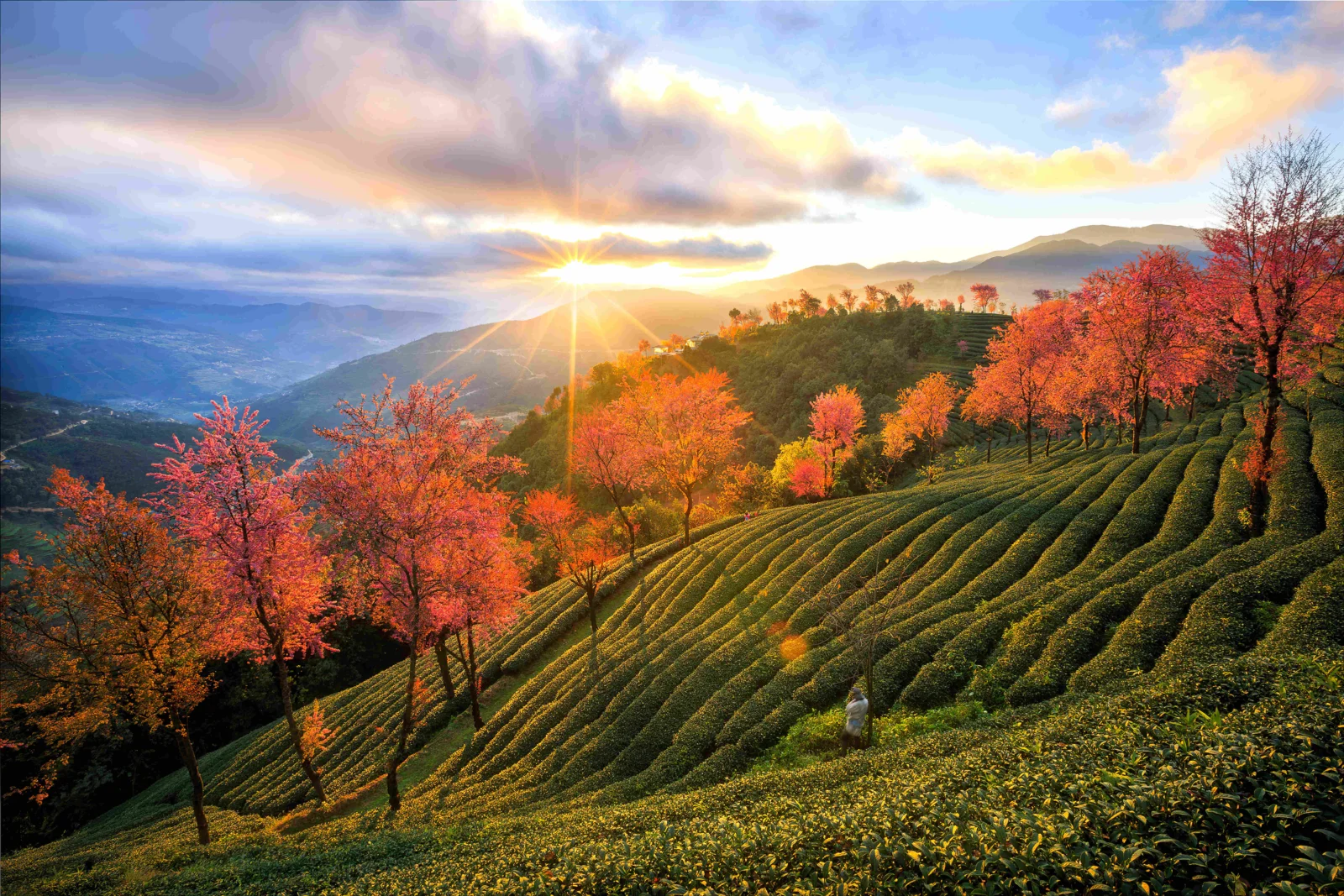 阳光从山脉后升起，照亮了层叠的茶园和遍布山坡的红橙色树木。