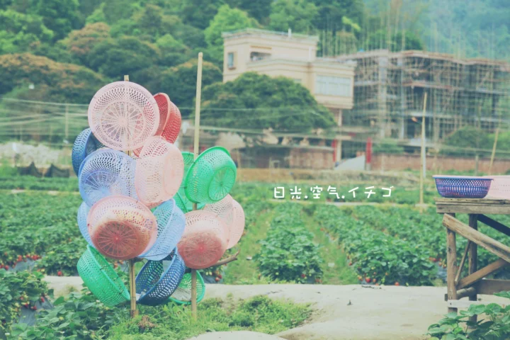 菜园前景中摆放着一组彩色塑料篮子，远处可见绿植和建筑。