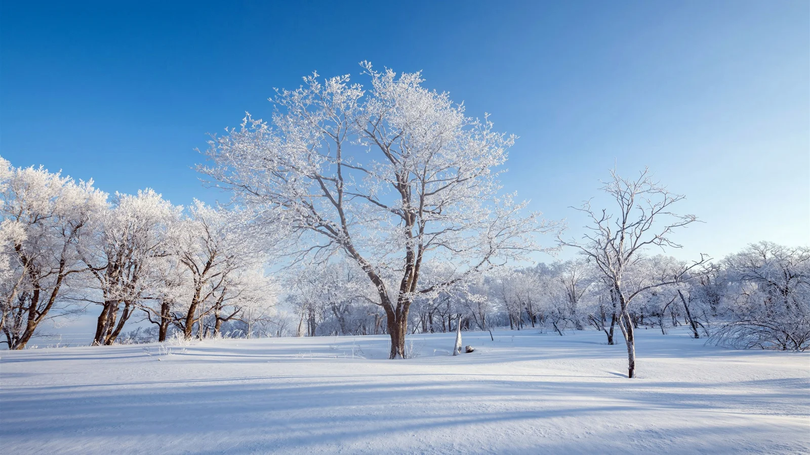 澄んだ青空の下、白い霜に覆われた木々が雪原に立っている。
