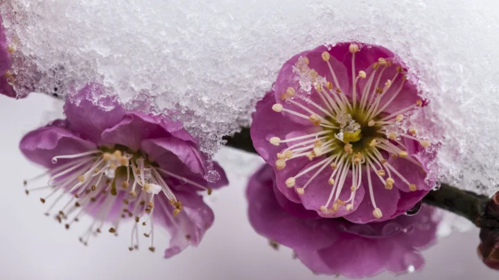 紫红色梅花在白雪覆盖的枝头上绽放。