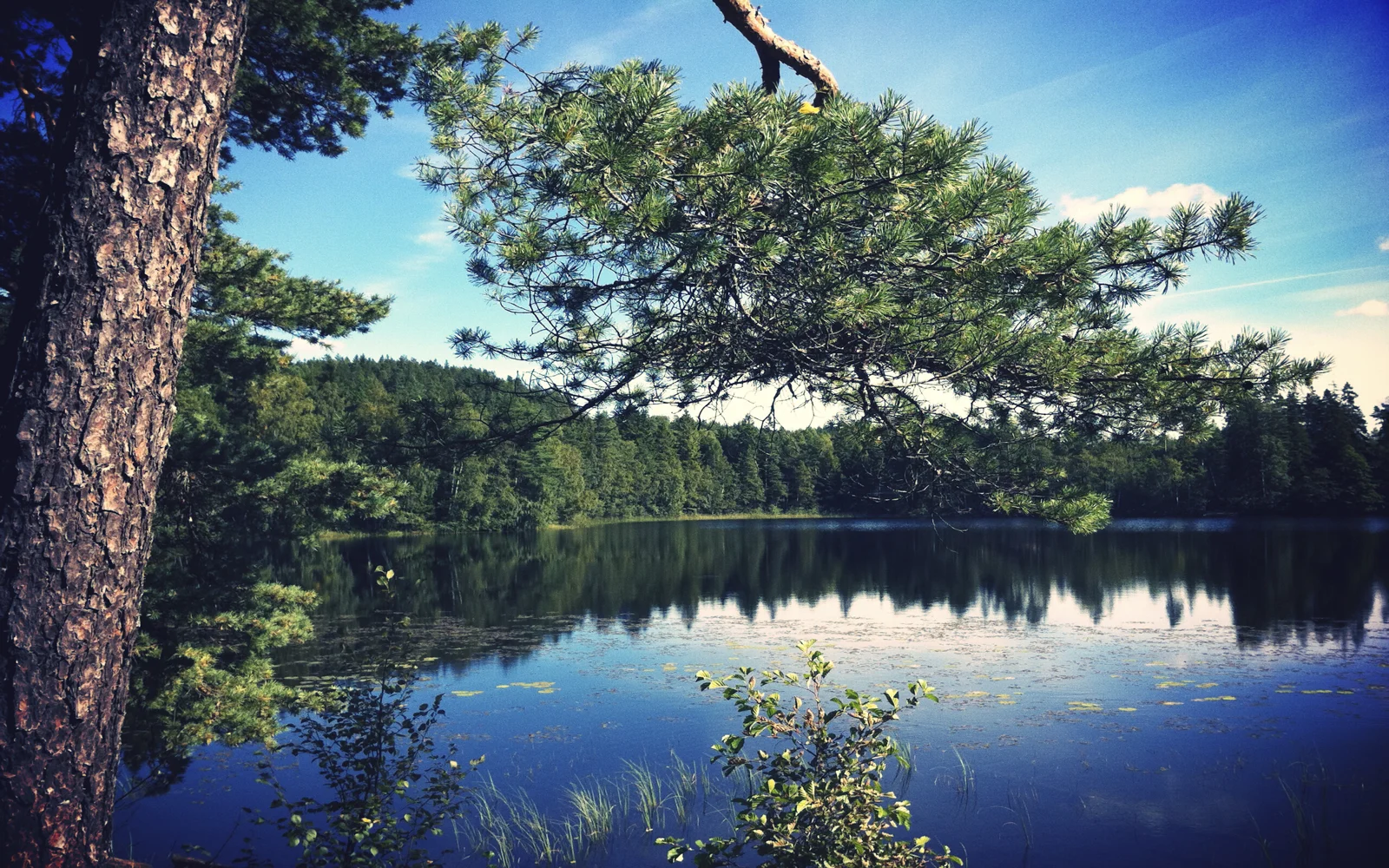 湖面倒映着茂密的森林，前景松树枝叶伸向晴朗的蓝天。