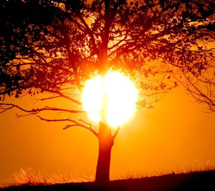 夕阳从树冠间照射出来，形成橙色天空与深色树木剪影。
