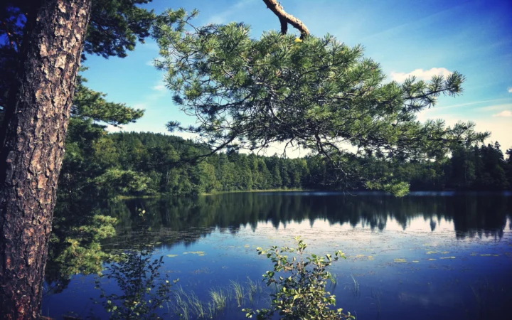 湖面倒映着茂密的森林，前景松树枝叶伸向晴朗的蓝天。