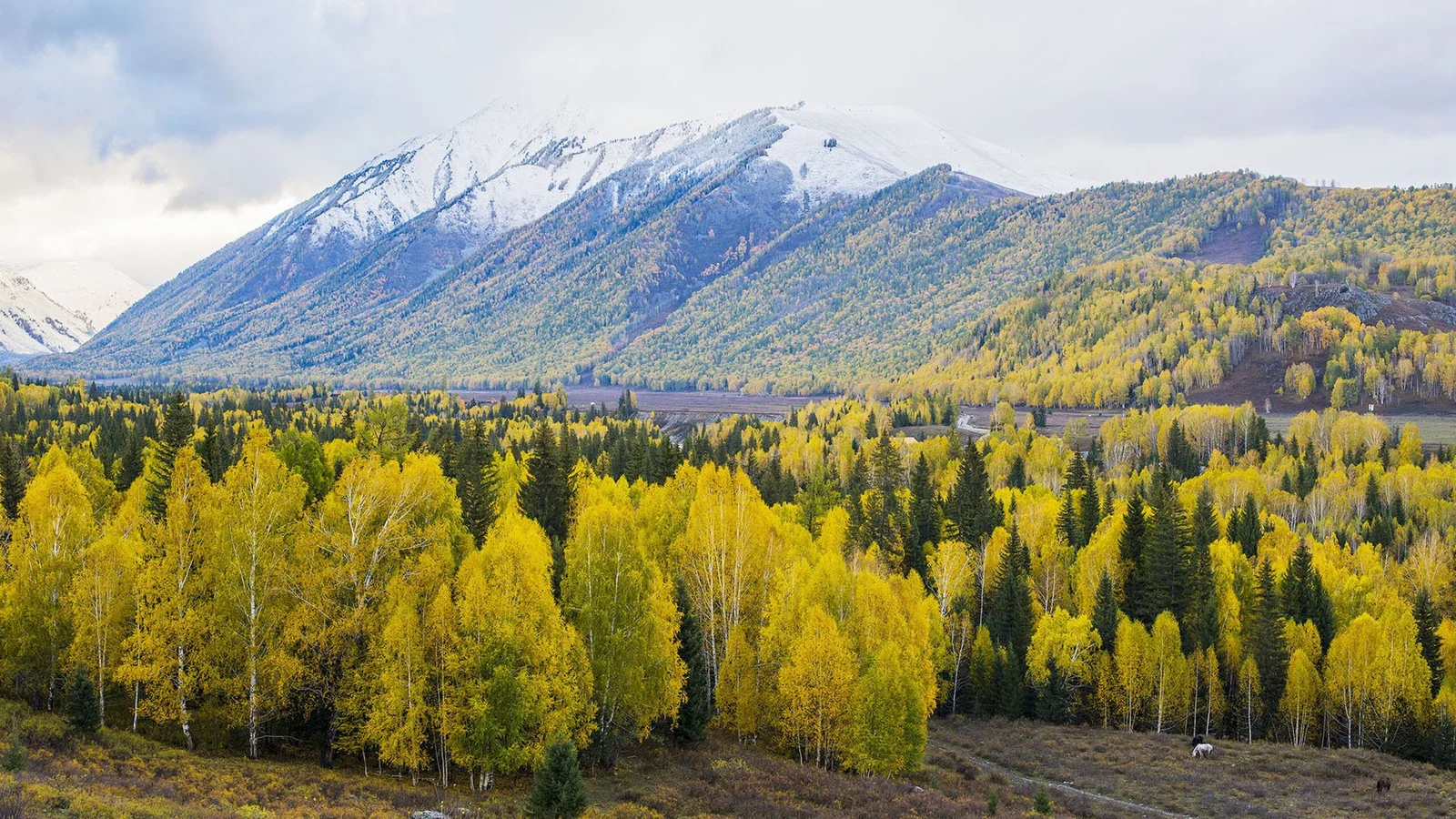 雪山与金黄色秋林组成宁静壮丽的自然风景。