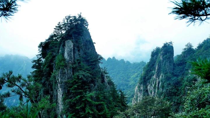 云雾缭绕的尖峭山峰间覆盖着茂密的松树和岩壁。