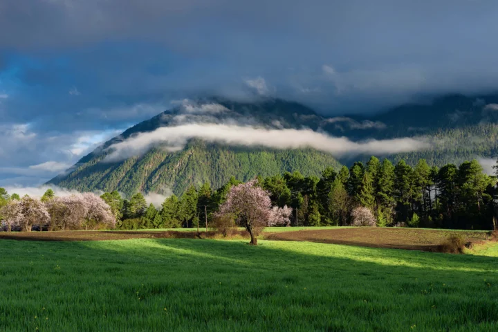 云雾缭绕的山峰、茂密森林、盛开的树木与绿色草地构成宁静的自然景观。