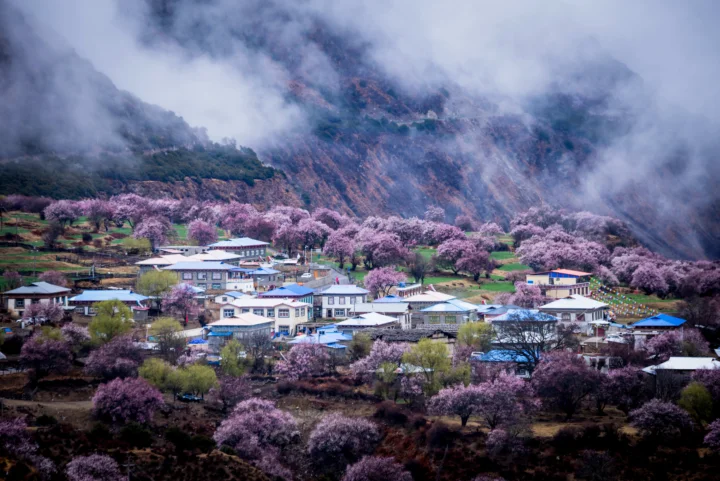 霧に包まれた山々の麓に、ピンク色の花木に囲まれた集落が広がっています。