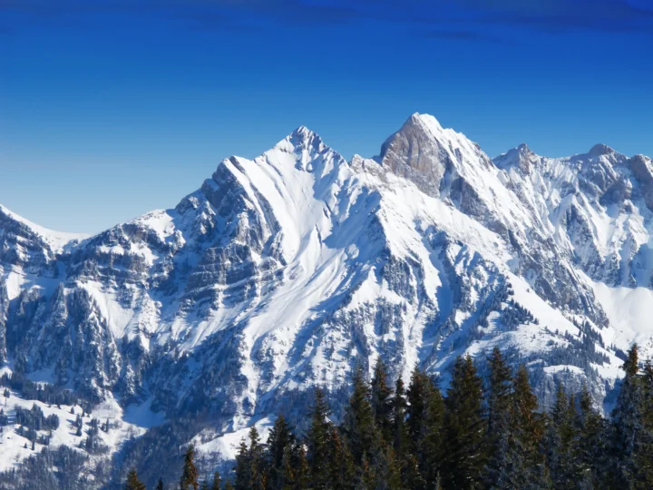 蓝天下，积雪覆盖的群山延伸在前景常青林之后。