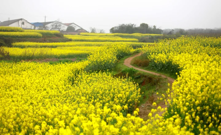 黄色花田中一条弯曲的土路延伸向远处，背景可见村舍和树木。