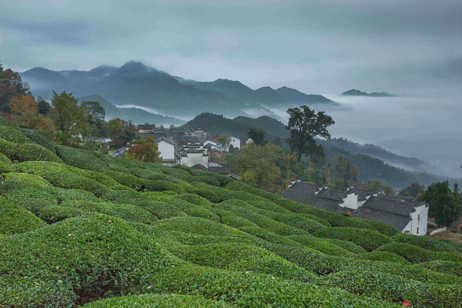 段々に広がる茶畑の先に山村が佇み、遠くの峰々は霧に包まれている。