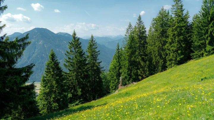 阳光照耀的绿色山坡延伸至针叶林和远处的群山。
