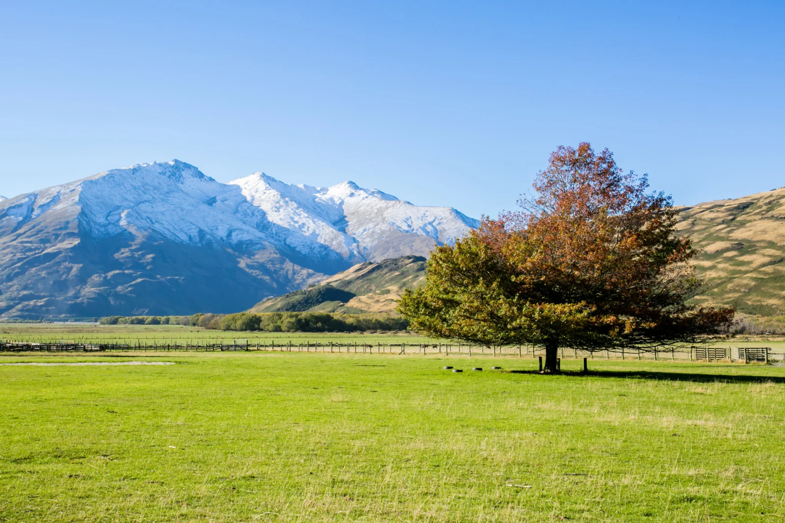 蓝天下的雪山、秋色树木、绿色草地和围栏构成宁静的自然风景。
