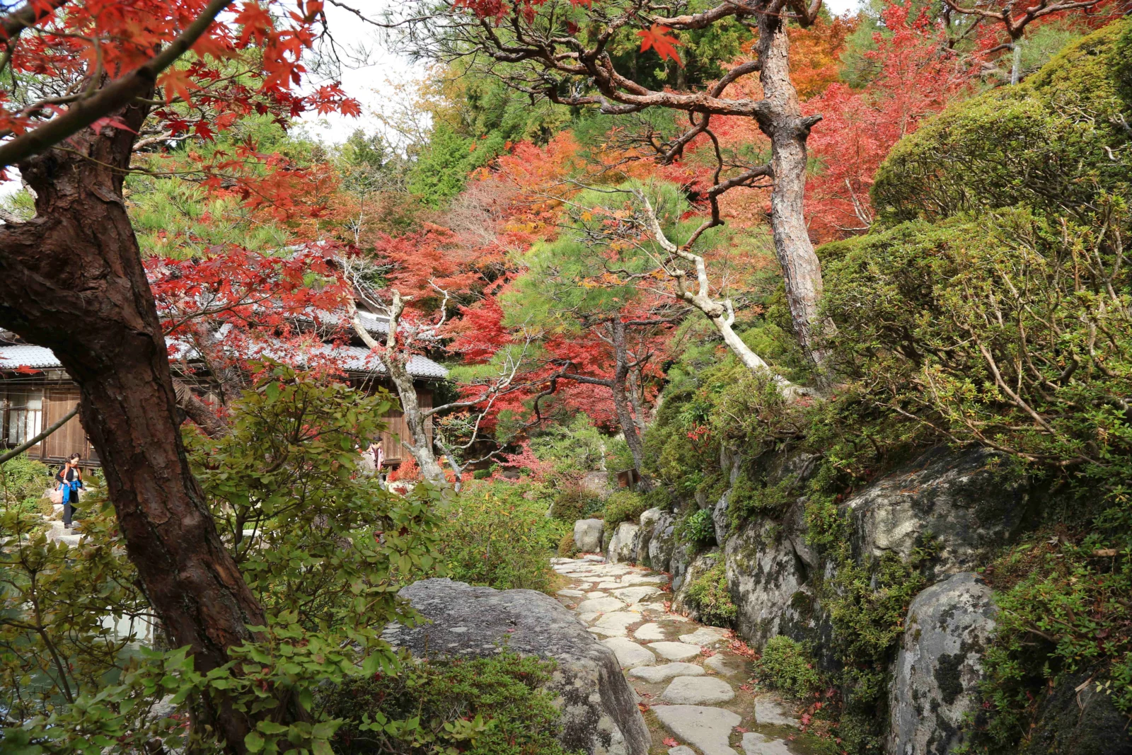 红叶树木、岩石与蜿蜒的石板小径构成一处宁静的秋日庭园景色。