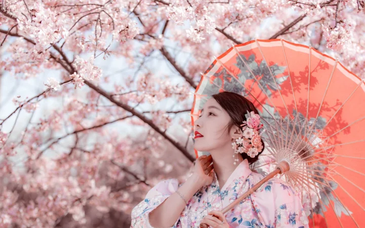一名女子在盛开的樱花树下手持红色油纸伞。