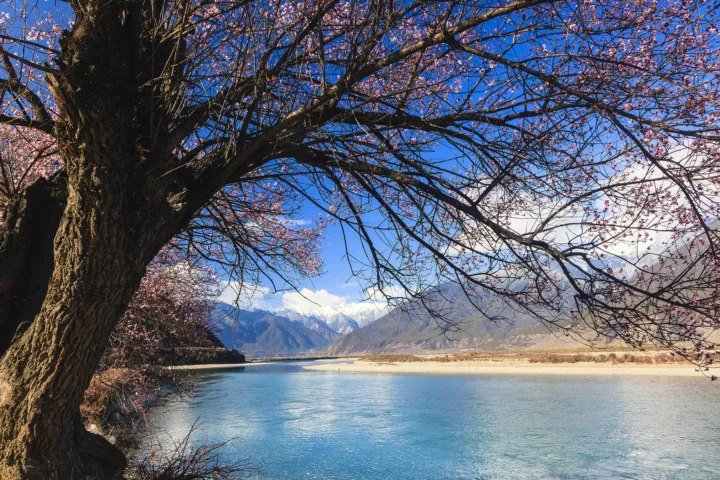 一棵枝干伸展的大树映衬着蓝色河流、远处群山和晴朗天空。