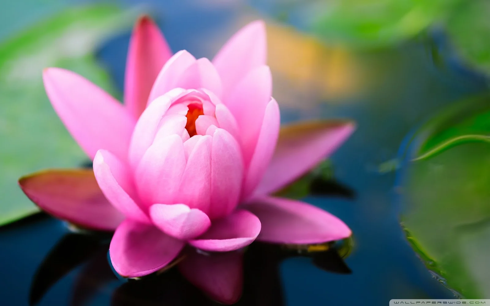 一朵盛开的粉色莲花漂浮在深色池水中，周围映衬着柔和的绿色背景。