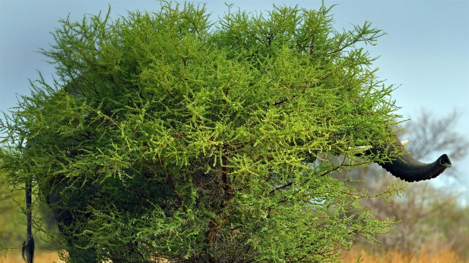 一棵枝叶繁茂的绿色树木占据画面，右侧可见一只部分被枝叶遮挡的黑色鸟类。