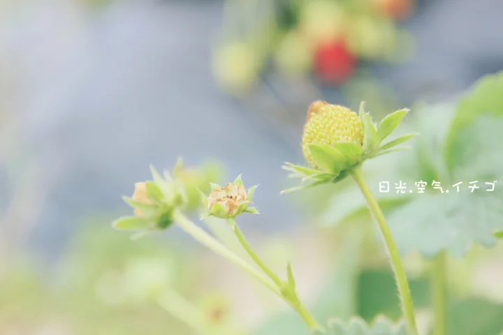 부드럽게 흐려진 배경에 딸기꽃과 덜 익은 열매가 보입니다.