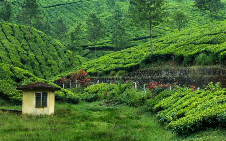 层叠的翠绿茶园覆盖起伏山坡，前景可见一间小屋和零星红花。
