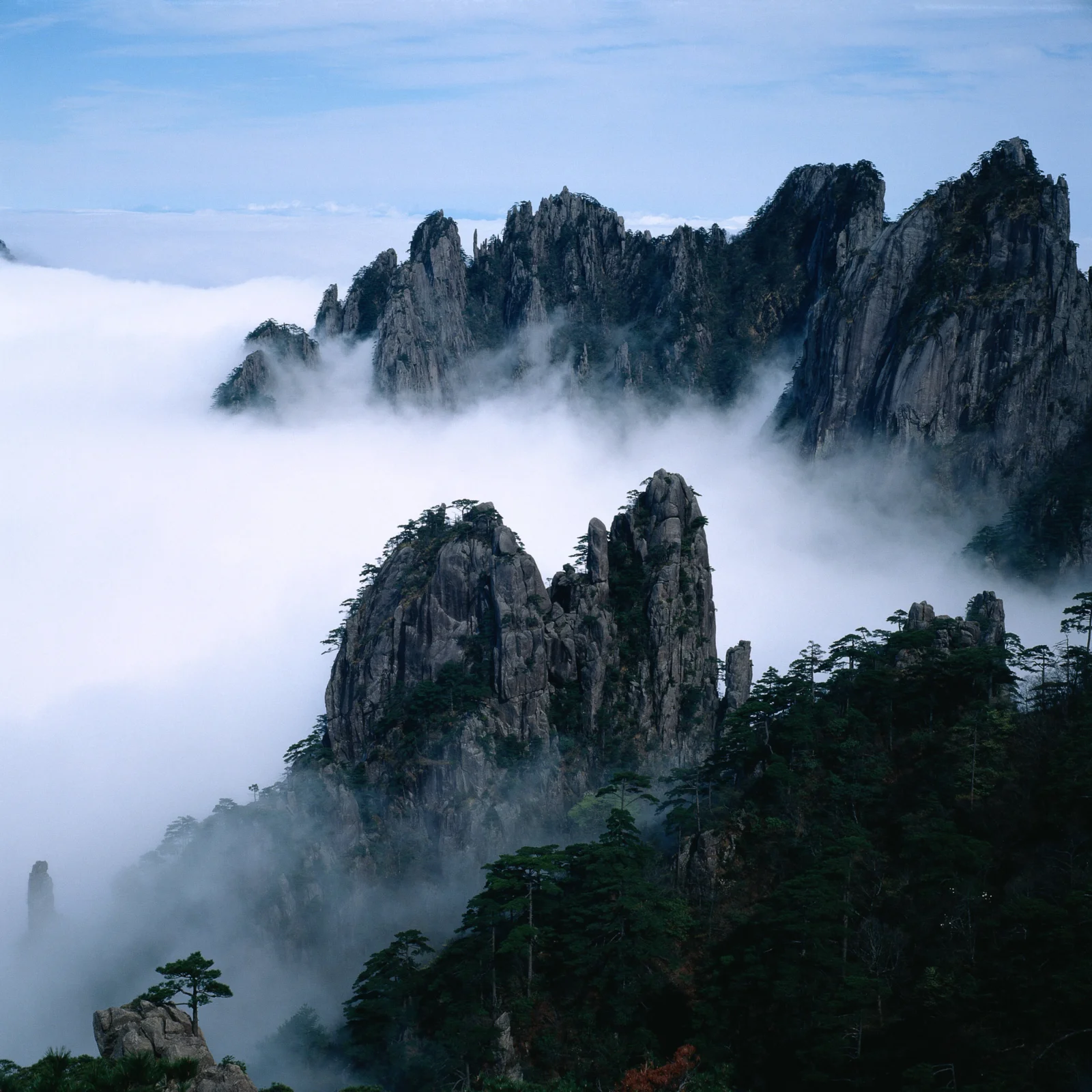 险峻的山峰从翻涌的云雾中显现，前景覆盖着深色松林。