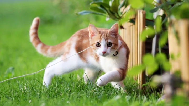 一只橘白相间的猫在绿草地上望向镜头。