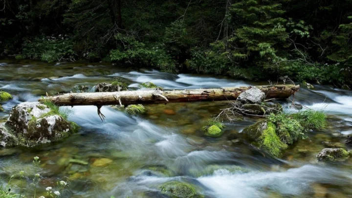 森林中的溪流绕过覆满青苔的岩石和一根横跨水面的倒木。