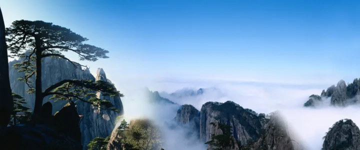 苍劲的松树映衬着被云雾环绕的层叠山峰。