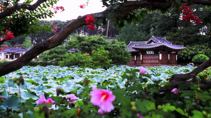荷花池前是一座传统风格建筑，周围环绕着树木、灌木和粉色花朵。