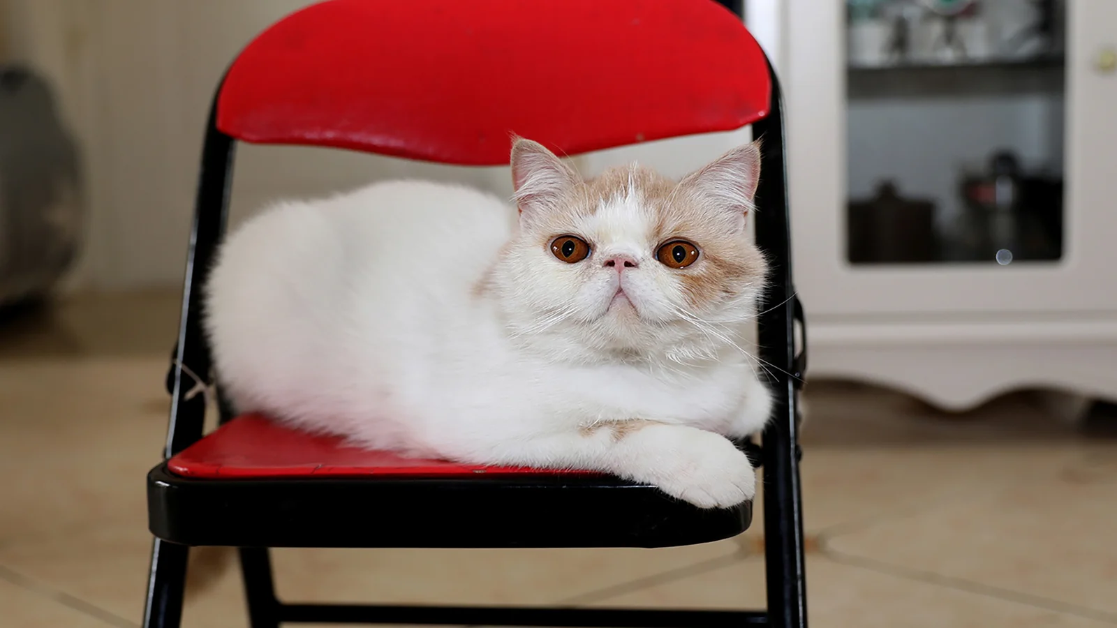 白と薄茶色の猫が赤い折りたたみ椅子の上で休んでいます。