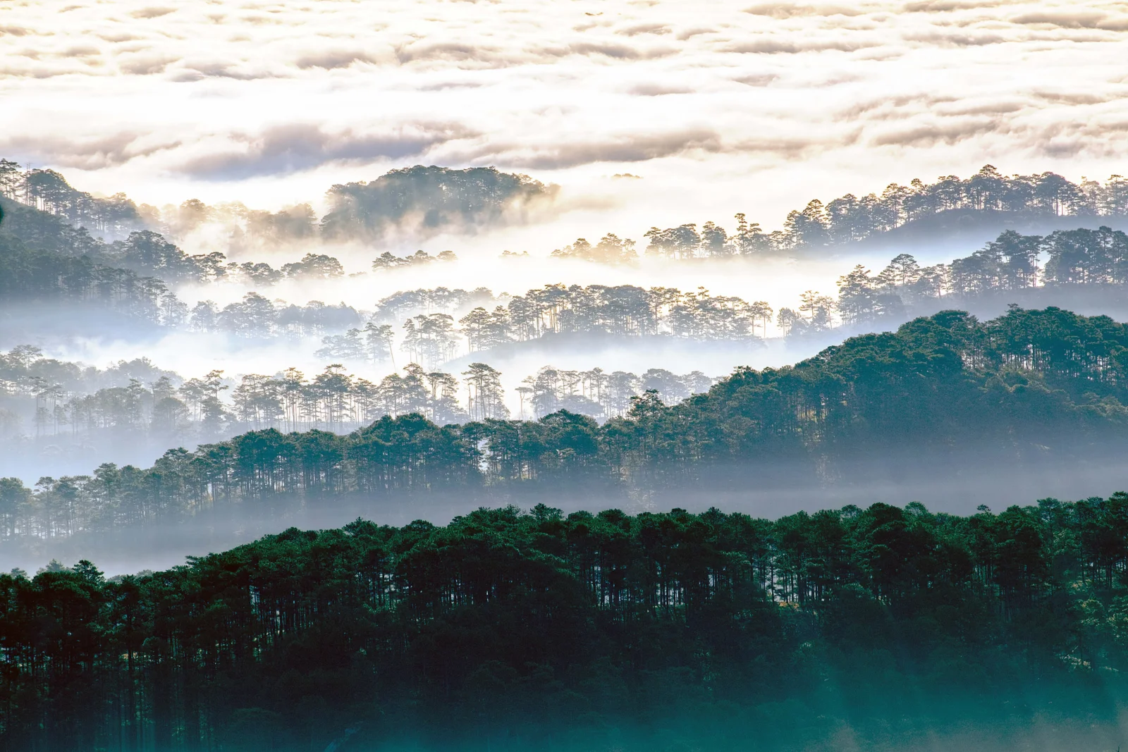 层叠的松林山丘被晨雾笼罩，形成宁静的自然风景。
