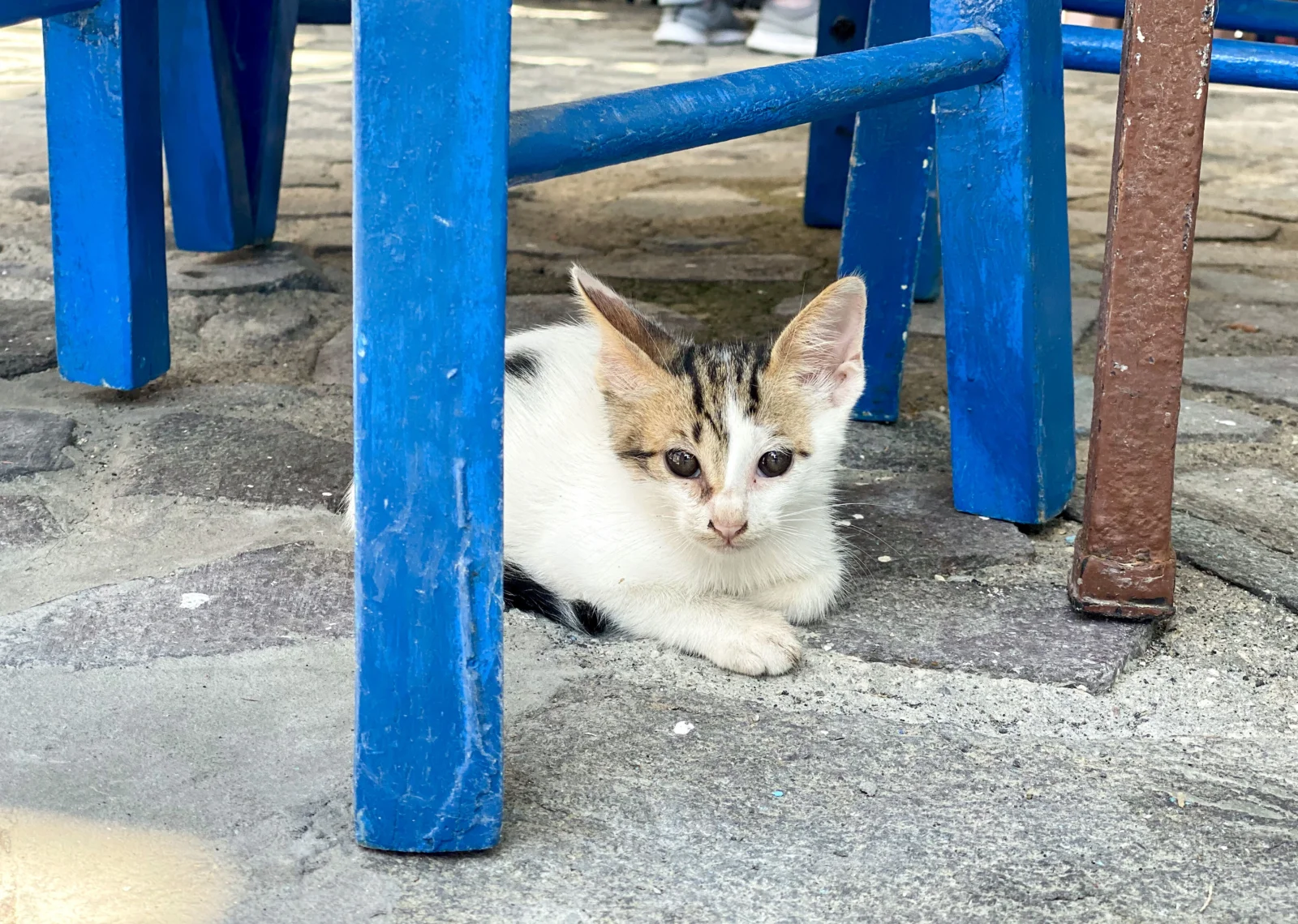 一只白色和棕色相间的小猫趴在蓝色椅子下的石板地面上。