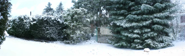 白雪覆盖的地面和常青树环绕着一扇木门，呈现出宁静的冬日景色。