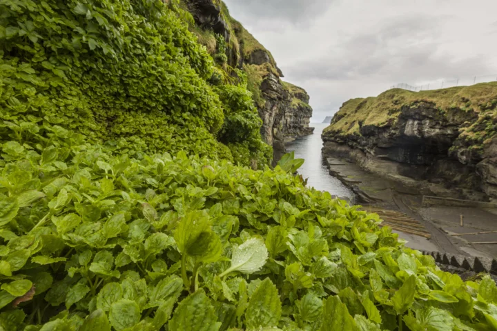 繁茂的绿色植被覆盖着岩壁，远处的海水从狭窄的海岸峡谷间延伸向天际。