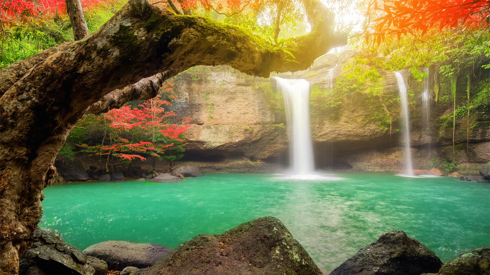 古い木が画面上部に広がり、碧い水潭と二筋の滝を茂った森が囲んでいます。