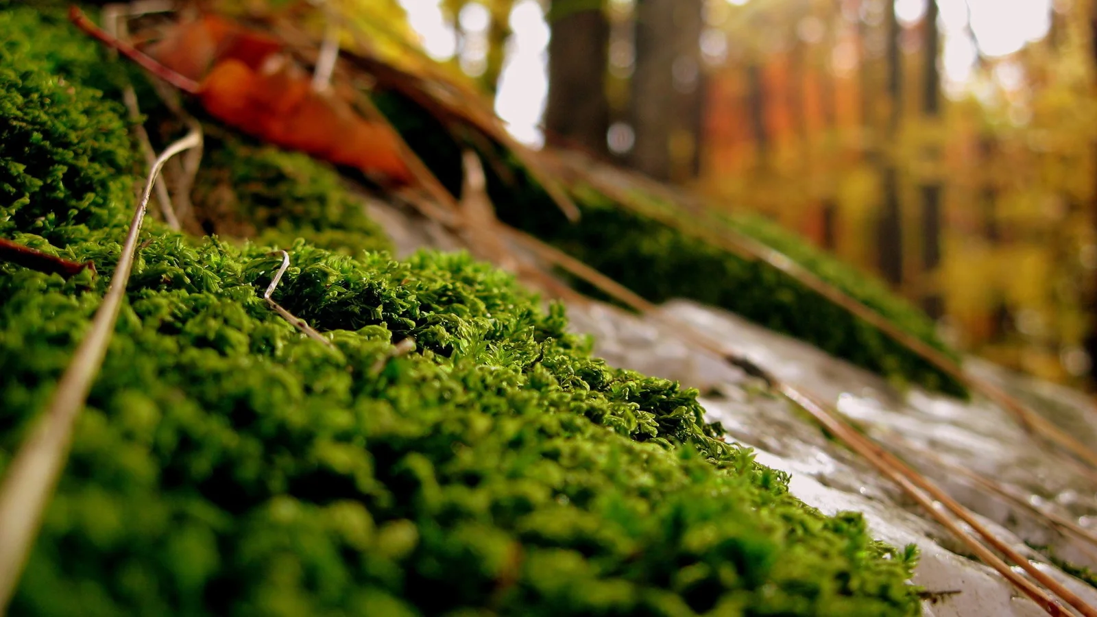 森林の地面に広がる苔と倒木を暖かな背景とともに捉えた近景です。