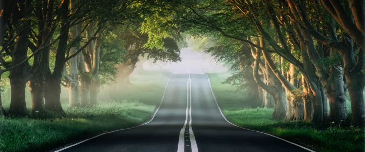 一条笔直的公路穿过被薄雾笼罩的茂密森林。